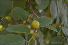 Cleistanthus collinus